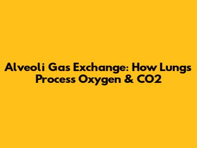Alveoli Gas Exchange: How Lungs Process Oxygen & CO2