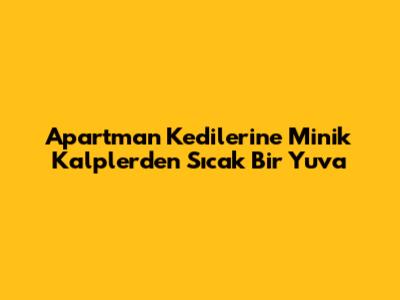 Apartman Kedilerine Minik Kalplerden Sıcak Bir Yuva