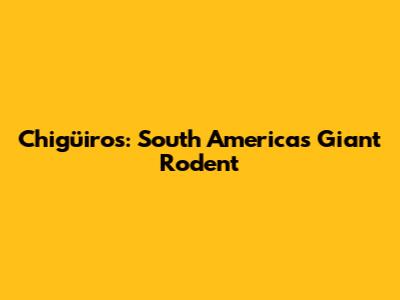 Chigüiros: South America's Giant Rodent