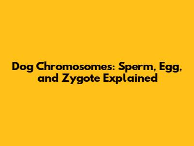 Dog Chromosomes: Sperm, Egg, and Zygote Explained