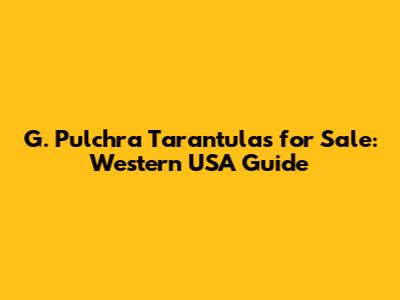 G. Pulchra Tarantulas for Sale: Western USA Guide