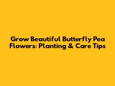 Grow Beautiful Butterfly Pea Flowers: Planting & Care Tips