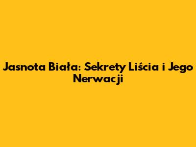Jasnota Biała: Sekrety Liścia i Jego Nerwacji