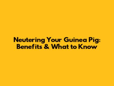 Neutering Your Guinea Pig: Benefits & What to Know