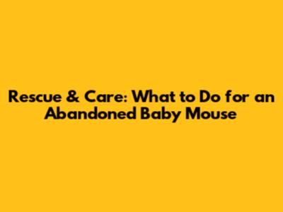 Rescue & Care: What to Do for an Abandoned Baby Mouse